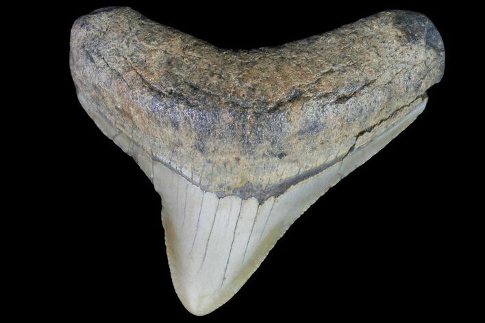 Bargain, Megalodon Tooth - North Carolina #76339